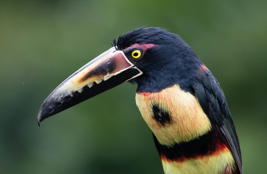 Collared Aracari bird showing its distinctive colorful beak and plumage