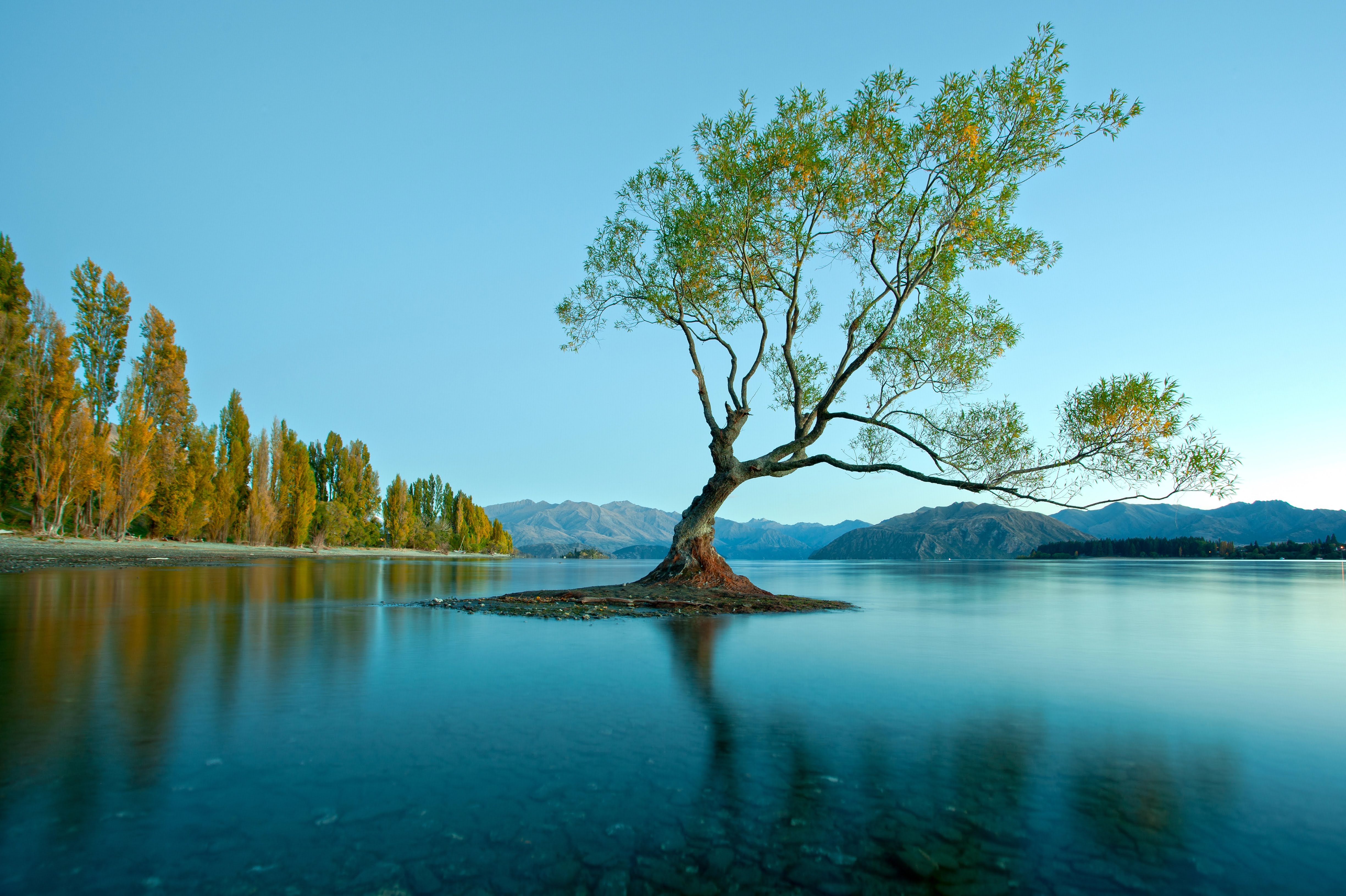 Famous Wanaka Tree